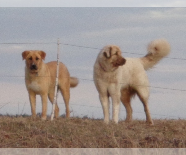 Medium Photo #1  Breeder Profile in BLOOMINGDALE, NY, USA