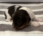 Small #6 Breeder Profile image