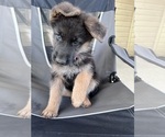 Small breeder photo