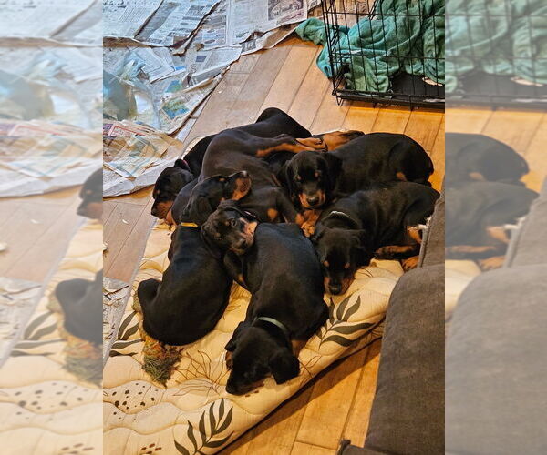 Medium Photo #19  Breeder Profile in NORTH SMITHFIELD, RI, USA