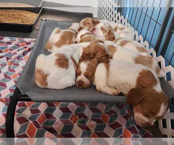 Medium Photo #89  Breeder Profile in HORTENSE, GA, USA
