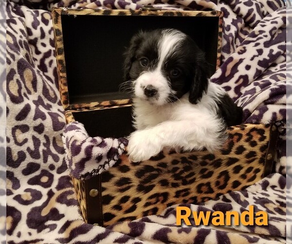 Medium Photo #1  Breeder Profile in LANCASTER, OH, USA