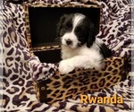 Small breeder photo