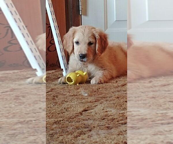 Medium Photo #8  Breeder Profile in COULEE CITY, WA, USA