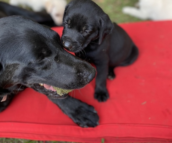 Medium Photo #1  Breeder Profile in CORDOVA, AL, USA