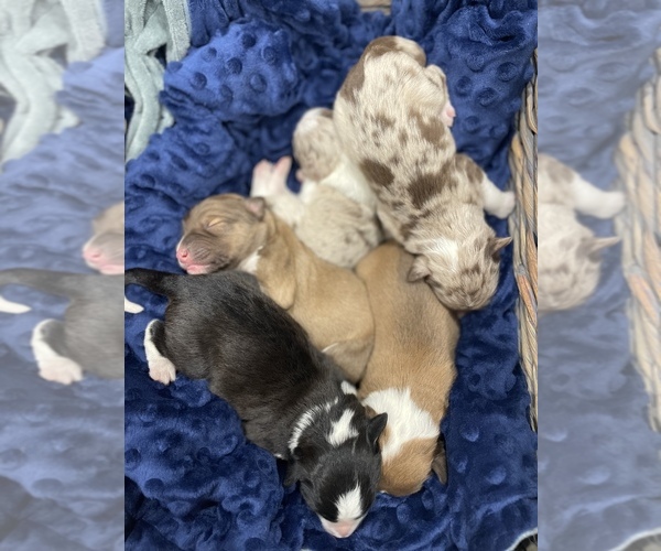 Medium Photo #1  Breeder Profile in LONDON, AR, USA