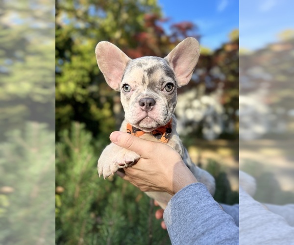 Medium Photo #5  Breeder Profile in ELBERON PARK, NJ, USA