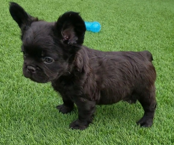 Medium Photo #40  Breeder Profile in LAS VEGAS, NV, USA