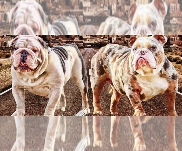 Medium Photo #1  Breeder Profile in FULTONDALE, AL, USA
