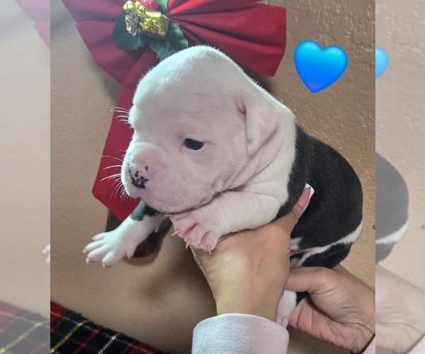 Medium Photo #29  Breeder Profile in SANTA ANA, CA, USA