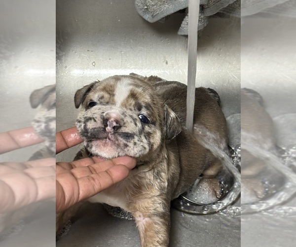Medium Photo #10  Breeder Profile in BRONX, NY, USA