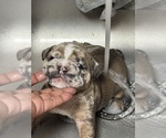 Small #9 Breeder Profile image