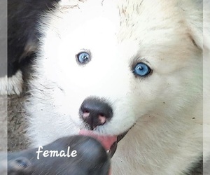 Pomsky Dog Breeder in HUDSON,  USA