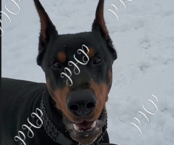 Medium Photo #1  Breeder Profile in WELLINGTON, KY, USA