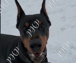 Small breeder photo