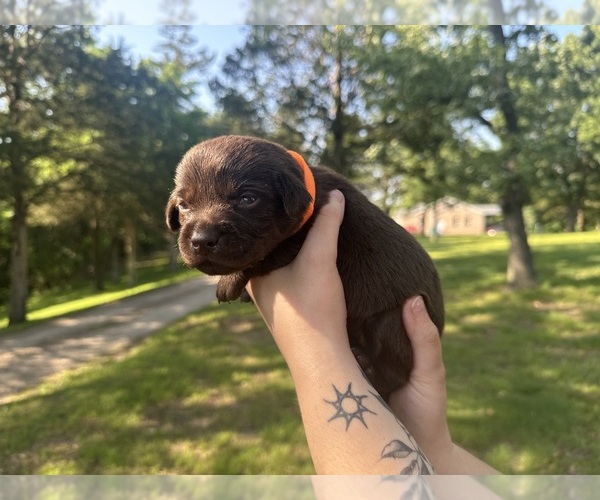 Medium Photo #3  Breeder Profile in SULLIVAN, MO, USA
