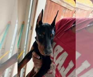Doberman Pinscher Dog Breeder near ROCKWALL, TX, USA