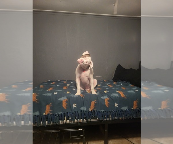 Medium Photo #3  Breeder Profile in JASPER, GA, USA