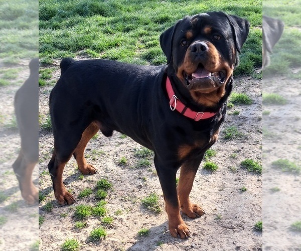 Medium Photo #2  Breeder Profile in BONAPARTE, IA, USA