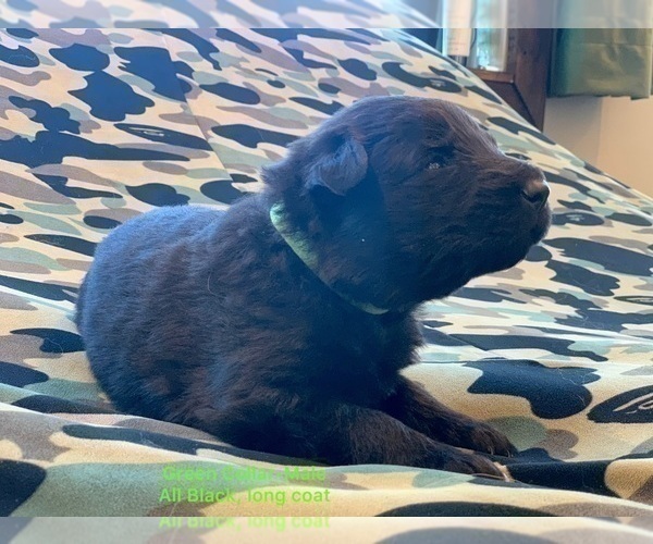 Medium Photo #32  Breeder Profile in PINON HILLS, CA, USA