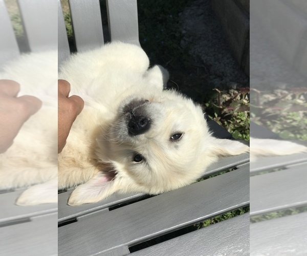 Medium Photo #6  Breeder Profile in HEMET, CA, USA
