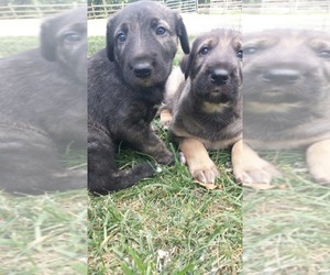 Main photo of Irish Wolfhound Dog Breeder near OMAHA, NE, USA