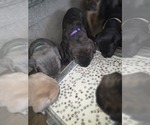 Small #12 Breeder Profile image