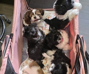 Shih Tzu Dog Breeder near XENIA, OH, USA