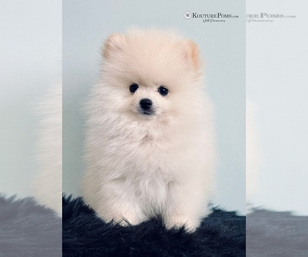 Medium Photo #14  Breeder Profile in CHARLOTTE, NC, USA