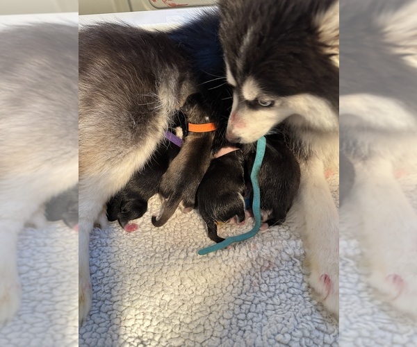 Medium Photo #6  Breeder Profile in CAVE CREEK, AZ, USA