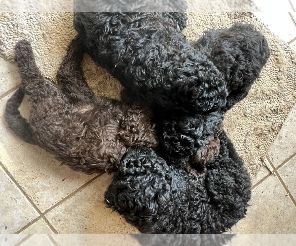 Medium Photo #3  Breeder Profile in WHITESBURG, TN, USA