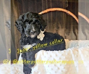 Bernedoodle Dog Breeder near TEMPLE, GA, USA