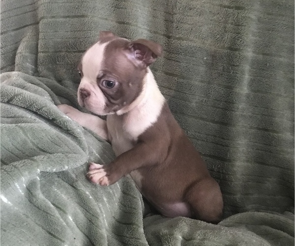 Medium Photo #5  Breeder Profile in INVERNESS, FL, USA