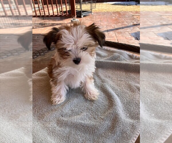 Medium Photo #7  Breeder Profile in CENTENNIAL, CO, USA