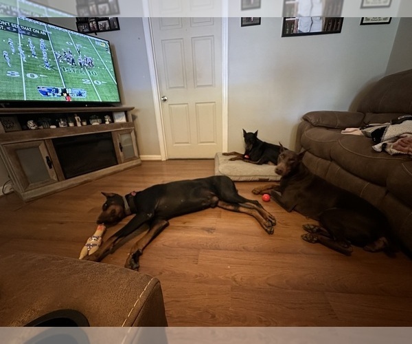 Medium Photo #17  Breeder Profile in LAFAYETTE, TN, USA
