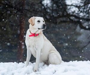 Labrador Retriever Dog Breeder in ROOSEVELT,  USA