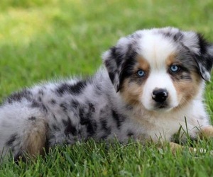 Miniature Australian Shepherd Dog Breeder in CRESTLINE,  USA