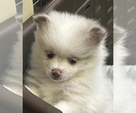 Small #1 Breeder Profile image