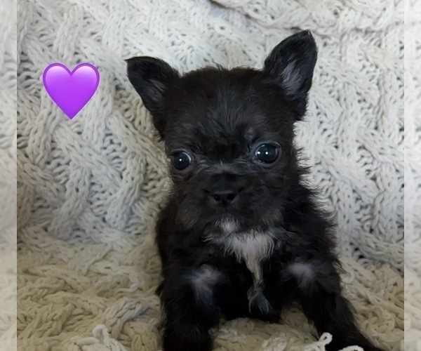 Medium Photo #4  Breeder Profile in DENTON, MD, USA