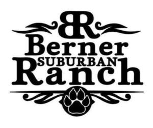 Bernese Mountain Dog Dog Breeder in ASHLAND,  USA