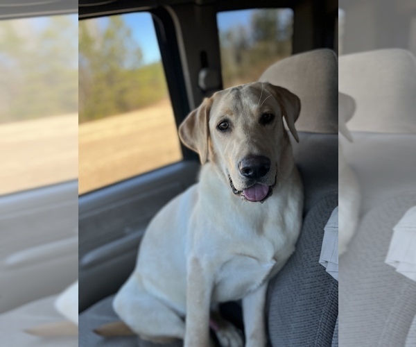 Medium Photo #22  Breeder Profile in GREENVILLE, NC, USA