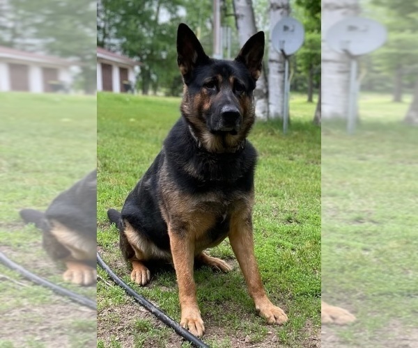 Medium Photo #8  Breeder Profile in MOUNTAIN LAKE, MN, USA