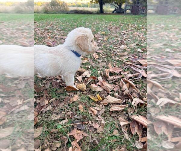 Medium Photo #10  Breeder Profile in MIDDLETOWN, OH, USA