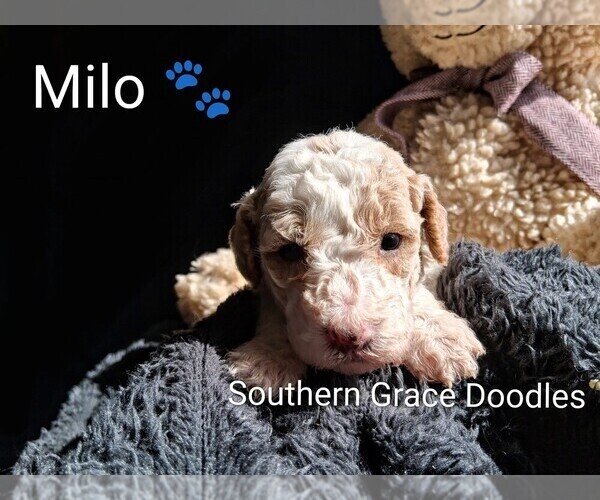 Medium Photo #123  Breeder Profile in GASTONIA, NC, USA