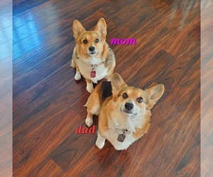 Pembroke Welsh Corgi Dog Breeder near GRAHAM, WA, USA