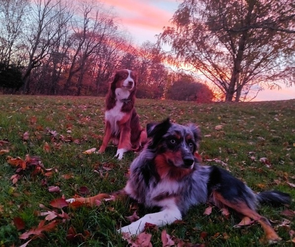 Medium Photo #1  Breeder Profile in WILLIAMSPORT, PA, USA