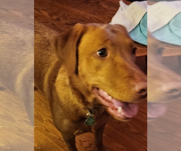 Medium Photo #46  Breeder Profile in BUFFALO, NY, USA
