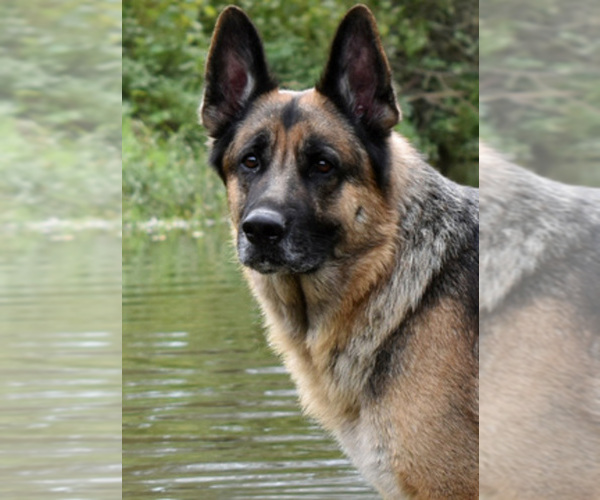 Medium Photo #1  Breeder Profile in MOUNT VERNON, OH, USA