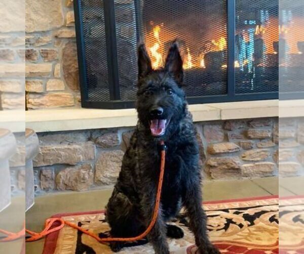 Medium Photo #8  Breeder Profile in S CHARLESTON, WV, USA