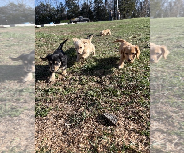 Medium Photo #9  Breeder Profile in MARSHFIELD, MO, USA